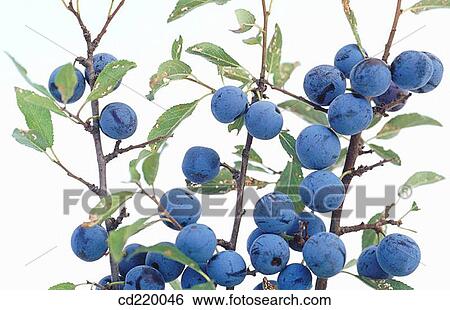 Sloe bush (Prunus spinosa) View Large Photo Image Stock Photograph - Sloe bush (Prunus spinosa). Fotosearch