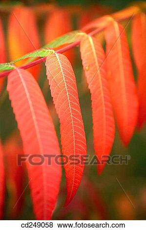 Smooth Sumac (Rhus glabra), fam. Anacardiaceae. Botanical garden, Pagoeta Natural Park, Aia. Guipuzcoa, Euskadi, Spain View Large Photo Image Stock Photo - Smooth Sumac (Rhus glabra), fam. Anacardiaceae. Botanical garden, Pagoeta Natural Park, Aia. Guipuzcoa, Euskadi, Spain. Fotosearch
