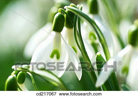 Snowdrop (Galanthus sp. ) View Large Photo Image Stock Photo - Snowdrop (Galanthus sp. ). Fotosearch