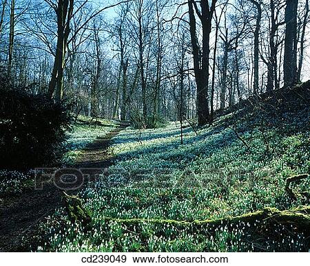 Snowdrops (Galanthus nivalis). Walsingham Abbey. Norfolk. England View Large Photo Image Stock Photo - Snowdrops (Galanthus nivalis). Walsingham Abbey. Norfolk. England. Fotosearch