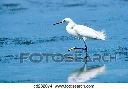 Snowy Egret (Egretta thula). Florida. USA View Large Photo Image Picture - Snowy Egret (Egretta thula). Florida. USA. Fotosearch