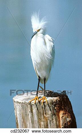 Snowy Egret (Egretta thula). Florida. USA View Large Photo Image Stock Photo - Snowy Egret (Egretta thula). Florida. USA. Fotosearch