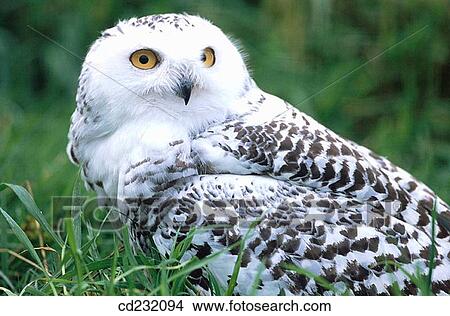 Snowy Owl (Nyctea scandiaca), male View Large Photo Image Picture - Snowy Owl (Nyctea scandiaca), male. Fotosearch