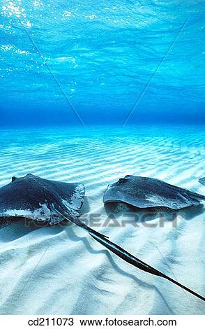 Southern Stingray (Dasyatis americana). Caymans Islands, Caribbean View Large Photo Image Stock Image - Southern Stingray (Dasyatis americana). Caymans Islands, Caribbean. Fotosearch