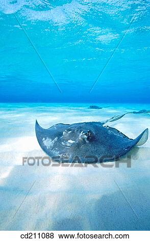 Southern Stingray (Dasyatis americana). Caymans Islands, Caribbean View Large Photo Image Stock Photo - Southern Stingray (Dasyatis americana). Caymans Islands, Caribbean. Fotosearch