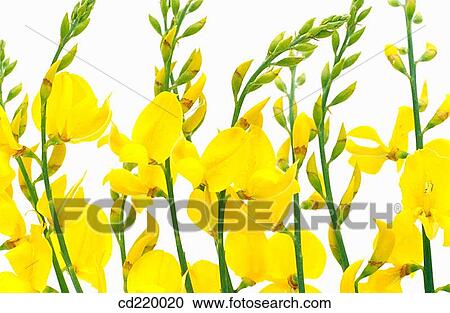 Spanish Broom (Spartium junceum) View Large Photo Image Stock Image - Spanish Broom (Spartium junceum). Fotosearch