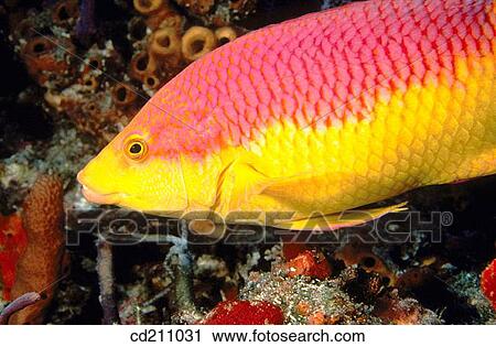 Spanish Hogfish (Bodianus rufus). Florida. USA View Large Photo Image Stock Image - Spanish Hogfish (Bodianus rufus). Florida. USA. Fotosearch