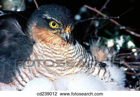 Sparrowhawk (Accipiter nisus) at nest View Large Photo Image Stock Image - Sparrowhawk (Accipiter nisus) at nest. Fotosearch