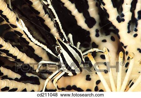 Squat Lobster (Allogalathea elegans). Indonesia View Large Photo Image Stock Photo - Squat Lobster (Allogalathea elegans). Indonesia. Fotosearch