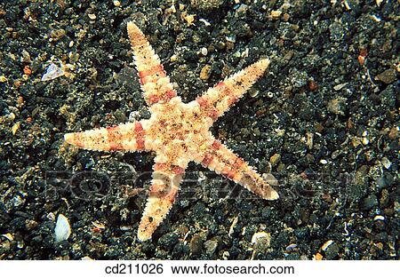 Starfish (Asteropsis sp. ). Indonesia View Large Photo Image Stock Photograph - Starfish (Asteropsis sp. ). Indonesia. Fotosearch