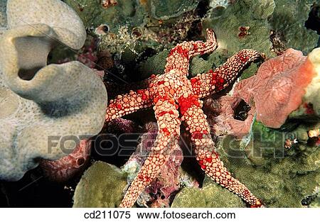 Stock Photography - Starfish (Gomphia sp. ). Papua New Guinea. Fotosearch