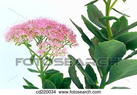 Stonecrop (Sedum telephium) View Large Photo Image Picture - Stonecrop (Sedum telephium). Fotosearch