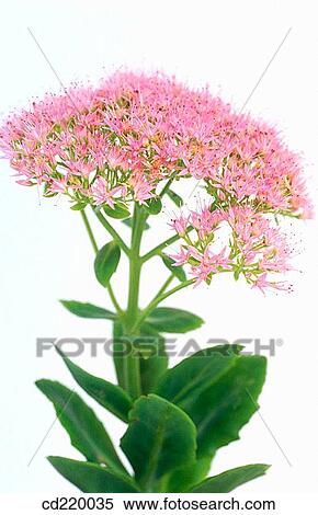 Stonecrop (Sedum telephium) View Large Photo Image Stock Photography - Stonecrop (Sedum telephium). Fotosearch