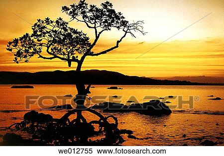 Sunset from? Chiriya-Tapu? (Bird Island), the southernmost tip of South Andaman, India, with a large mangrove tree in the foreground View Large Photo Image Stock Photography - Sunset from? Chiriya-Tapu? (Bird Island), the southernmost tip of South Andaman, India, with a large mangrove tree in the foreground. Fotosearch