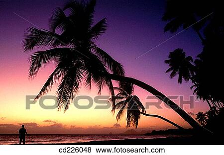Sunset. Grande Anse des Salines. Martinique. West Indias. Caribbean View Large Photo Image Stock Photo - Sunset. Grande Anse des Salines. Martinique. West Indias. Caribbean. Fotosearch