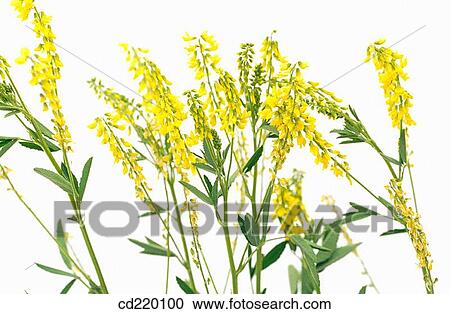 Sweet Clover (Melilotus officinalis) View Large Photo Image Stock Image - Sweet Clover (Melilotus officinalis). Fotosearch