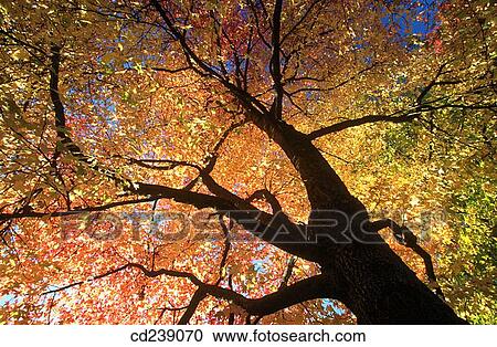 Stock Image - Sweet gum (Liquidamber styraciflua) leaves. Fotosearch
