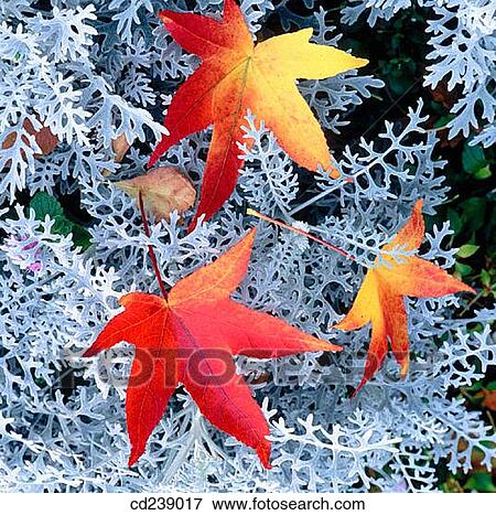 Sweet gum (Liquidamber styraciflua) leaves. Ashridge. Hertfordshire. England View Large Photo Image Stock Photo - Sweet gum (Liquidamber styraciflua) leaves. Ashridge. Hertfordshire. England. Fotosearch