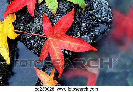 Sweet gum (Liquidamber styraciflua) leaves in waterfall View Large Photo Image Stock Photo - Sweet gum (Liquidamber styraciflua) leaves in waterfall. Fotosearch