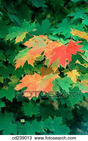Sycamore leaves (Acer pseudoplatanus) in autumn View Large Photo Image Stock Image - Sycamore leaves (Acer pseudoplatanus) in autumn. Fotosearch