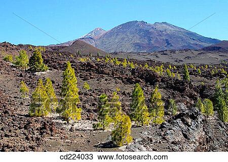 Teide National Park. Tenerife. Canary Islands. Spain View Large Photo Image Stock Image - Teide National Park. Tenerife. Canary Islands. Spain. Fotosearch