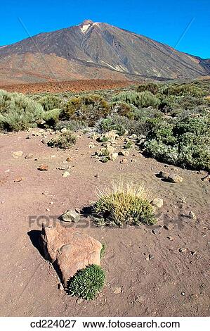 Teide National Park. Tenerife. Canary Islands. Spain View Large Photo Image Stock Photo - Teide National Park. Tenerife. Canary Islands. Spain. Fotosearch