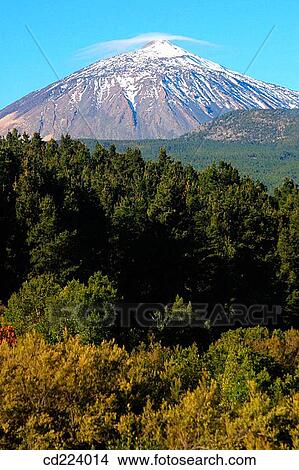 Picture - Teide. Tenerife. Canary Islands. Spain. Fotosearch