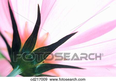 Tree Mallow (Lavatera trimestris) View Large Photo Image Stock Photo - Tree Mallow (Lavatera trimestris). Fotosearch