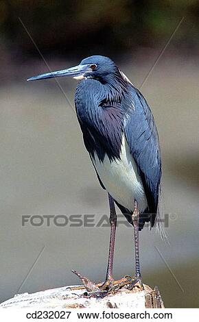 Tricolored Heron (Egretta tricolor). Florida. USA View Large Photo Image Stock Photo - Tricolored Heron (Egretta tricolor). Florida. USA. Fotosearch