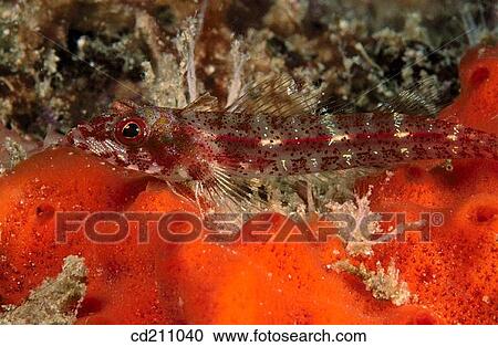 Triplefin (Helcogramma sp. ) View Large Photo Image Stock Image - Triplefin (Helcogramma sp. ). Fotosearch