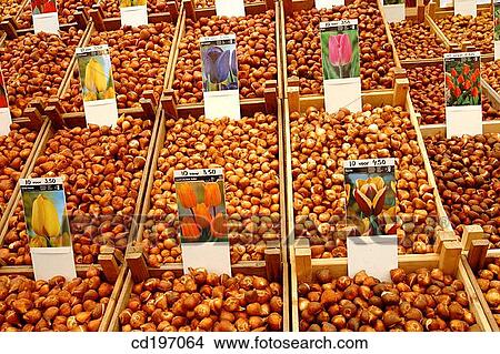 Tulip bulbs for sale. Amsterdam. Holland View Large Photo Image Picture - Tulip bulbs for sale. Amsterdam. Holland. Fotosearch