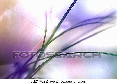Tulip (Tulipa sp. ) and grass View Large Photo Image Stock Image - Tulip (Tulipa sp. ) and grass. Fotosearch