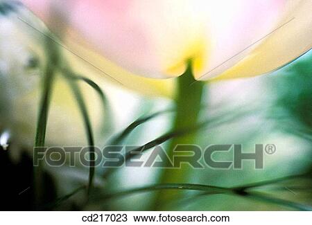 Tulip (Tulipa sp. ) and grass View Large Photo Image Stock Image - Tulip (Tulipa sp. ) and grass. Fotosearch