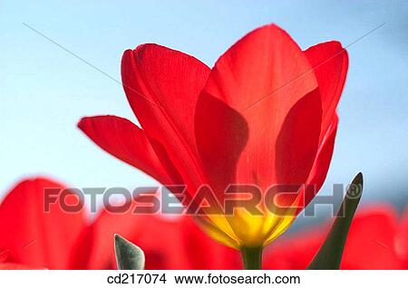 Tulip (Tulipa sp. ) View Large Photo Image Picture - Tulip (Tulipa sp. ). Fotosearch