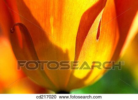 Tulip (Tulipa sp. ) View Large Photo Image Stock Image - Tulip (Tulipa sp. ). Fotosearch