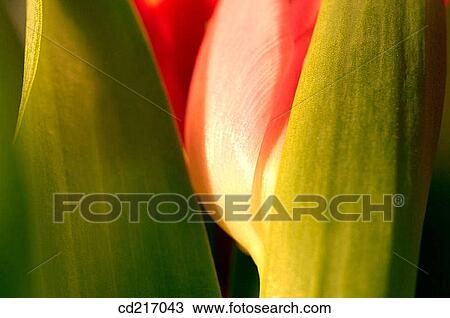 Tulip (Tulipa sp. ) View Large Photo Image Stock Image - Tulip (Tulipa sp. ). Fotosearch