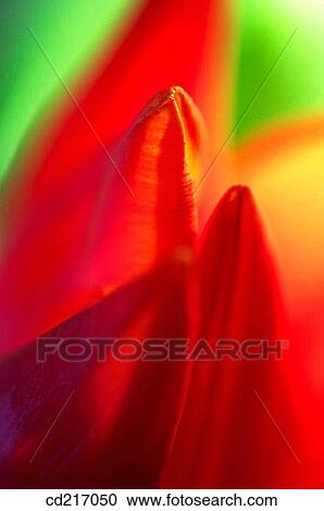 Tulip (Tulipa sp. ) View Large Photo Image Stock Image - Tulip (Tulipa sp. ). Fotosearch