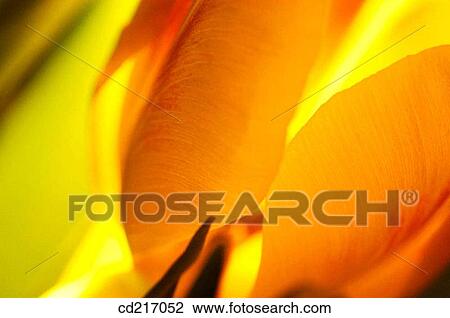 Tulip (Tulipa sp. ) View Large Photo Image Stock Image - Tulip (Tulipa sp. ). Fotosearch