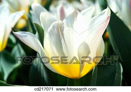 Tulip (Tulipa sp. ) View Large Photo Image Stock Image - Tulip (Tulipa sp. ). Fotosearch