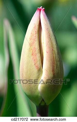 Tulip (Tulipa sp. ) View Large Photo Image Stock Image - Tulip (Tulipa sp. ). Fotosearch