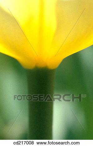 Tulip (Tulipa sp. ) View Large Photo Image Stock Photo - Tulip (Tulipa sp. ). Fotosearch