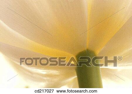 Tulip (Tulipa sp. ) View Large Photo Image Stock Photo - Tulip (Tulipa sp. ). Fotosearch