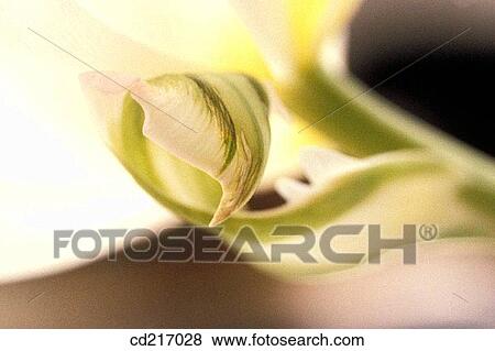 Stock Photo - Tulip (Tulipa sp. ). Fotosearch