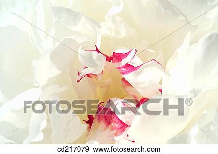 Tulip (Tulipa sp. ) View Large Photo Image Stock Photo - Tulip (Tulipa sp. ). Fotosearch