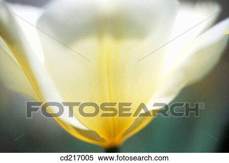 Stock Photography - Tulip (Tulipa sp. ). Fotosearch