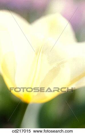 Tulip (Tulipa sp. ) View Large Photo Image Stock Photography - Tulip (Tulipa sp. ). Fotosearch