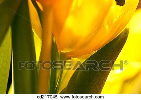 Tulip (Tulipa sp. ) View Large Photo Image Stock Photography - Tulip (Tulipa sp. ). Fotosearch