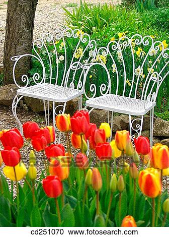 Tulips (Tulipa hybr. ) and Daffodils (Narcissus hybr. ) View Large Photo Image Stock Image - Tulips (Tulipa hybr. ) and Daffodils (Narcissus hybr. ). Fotosearch