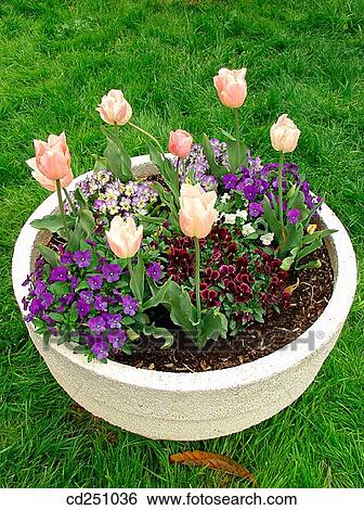 Tulips (Tulipa hybr. ) and Pansies (Viola sp. ) View Large Photo Image Stock Photograph - Tulips (Tulipa hybr. ) and Pansies (Viola sp. ). Fotosearch