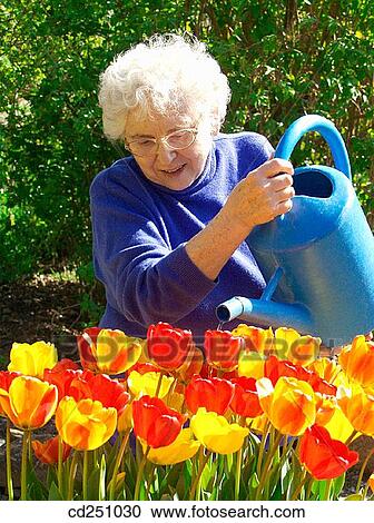 Tulips (Tulipa hybr. ) View Large Photo Image Stock Image - Tulips (Tulipa hybr. ). Fotosearch